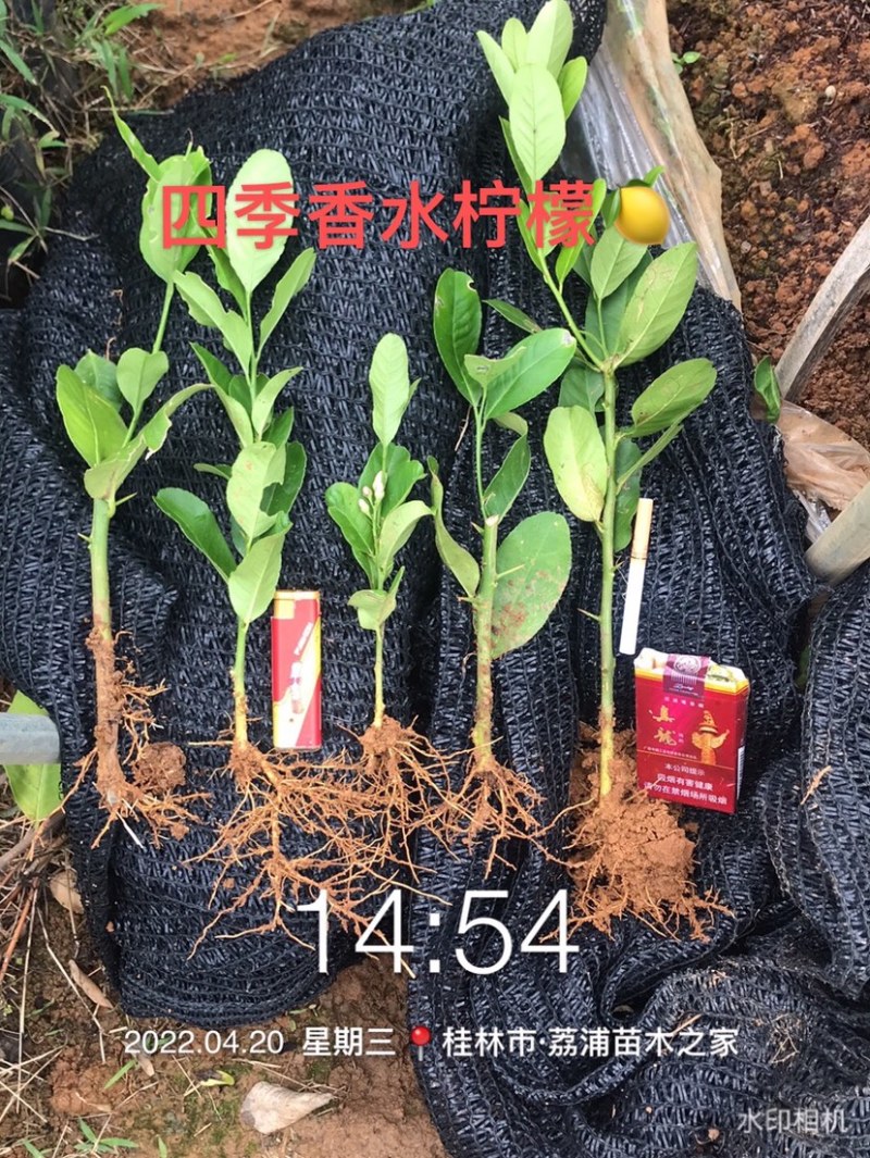 优质广东四季香水柠檬苗.无核正品，根旺，量大可开正式发票