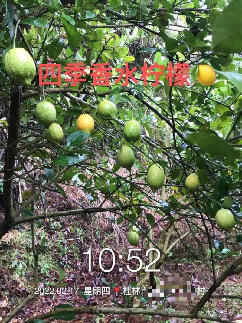 优质广东四季香水柠檬苗.无核正品，根旺，量大可开正式发票