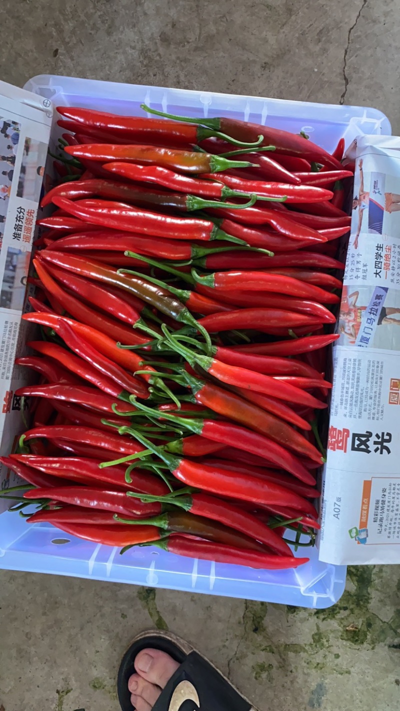 安红、辣福