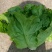 南通生菜意大利生菜品质保证量大从优整车代发