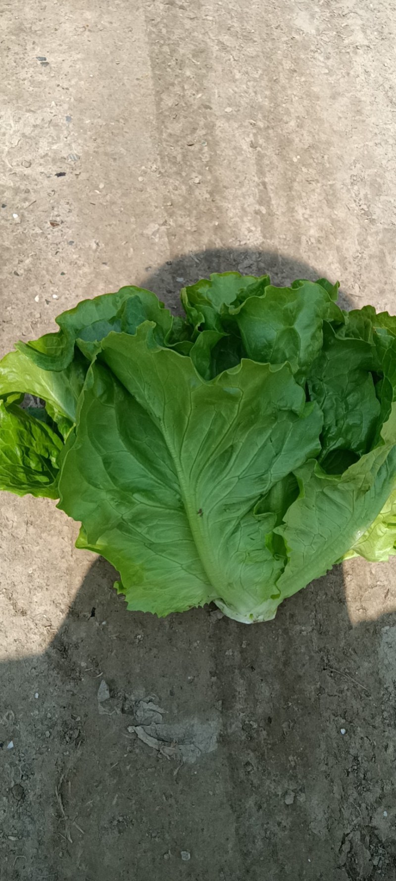 南通生菜意大利生菜品质保证量大从优整车代发