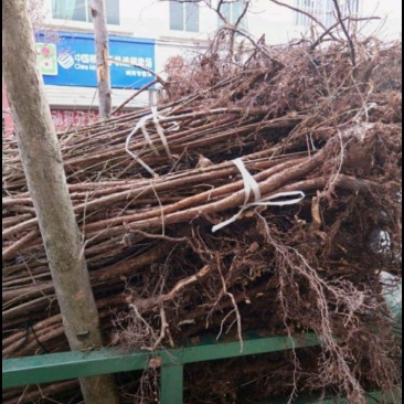 山茱萸苗