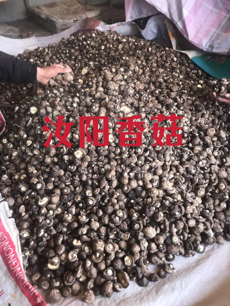 汝阳精选香菇产地一手货源，当季新货过筛大小型号都有