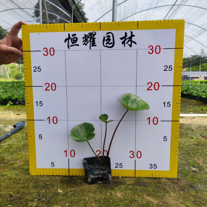 【大吴风草一叶莲活血莲大码蹄香】欢迎咨询详谈