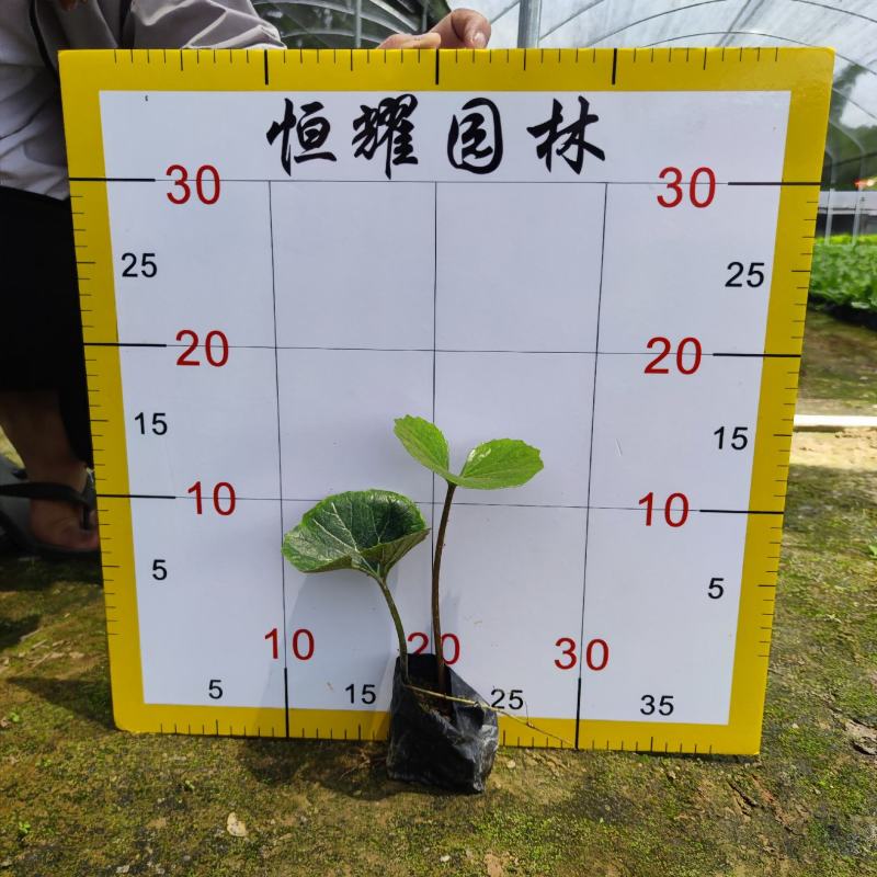 【大吴风草一叶莲活血莲大码蹄香】欢迎咨询详谈