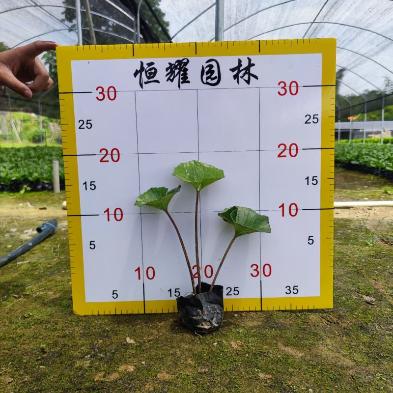 【大吴风草一叶莲活血莲大码蹄香】欢迎咨询详谈