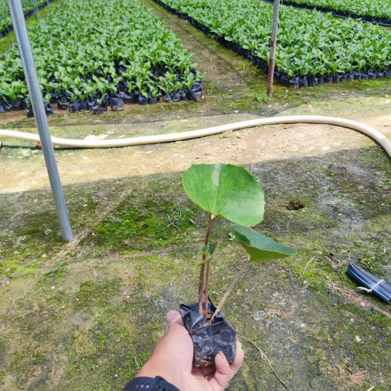 【大吴风草一叶莲活血莲大码蹄香】欢迎咨询详谈