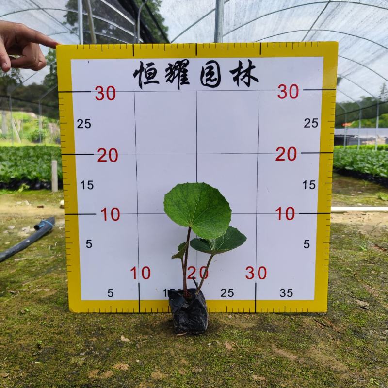 【大吴风草一叶莲活血莲大码蹄香】欢迎咨询详谈