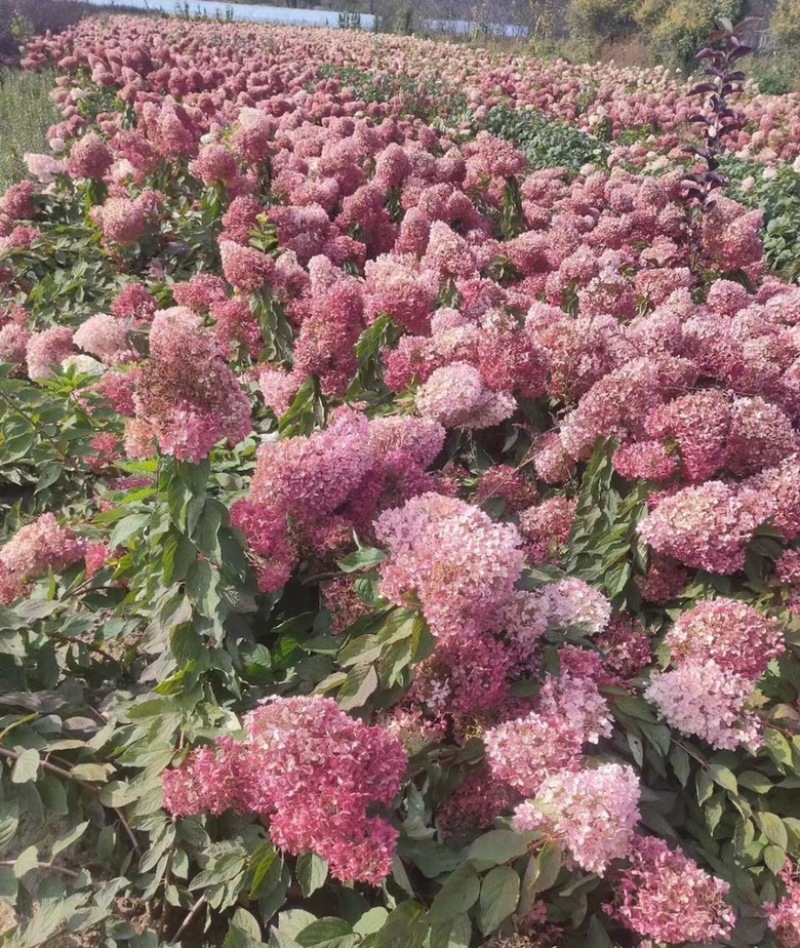 欧洲绣球