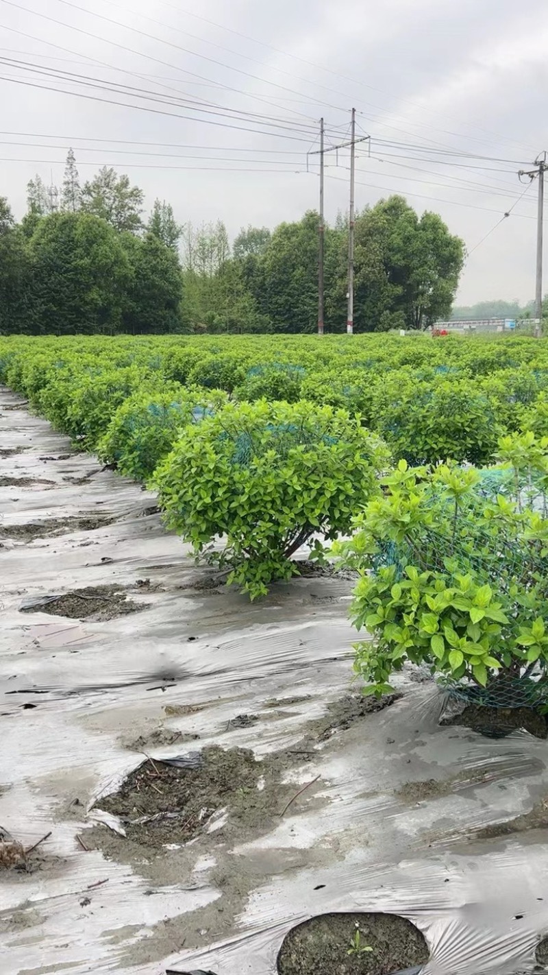 欧洲绣球
