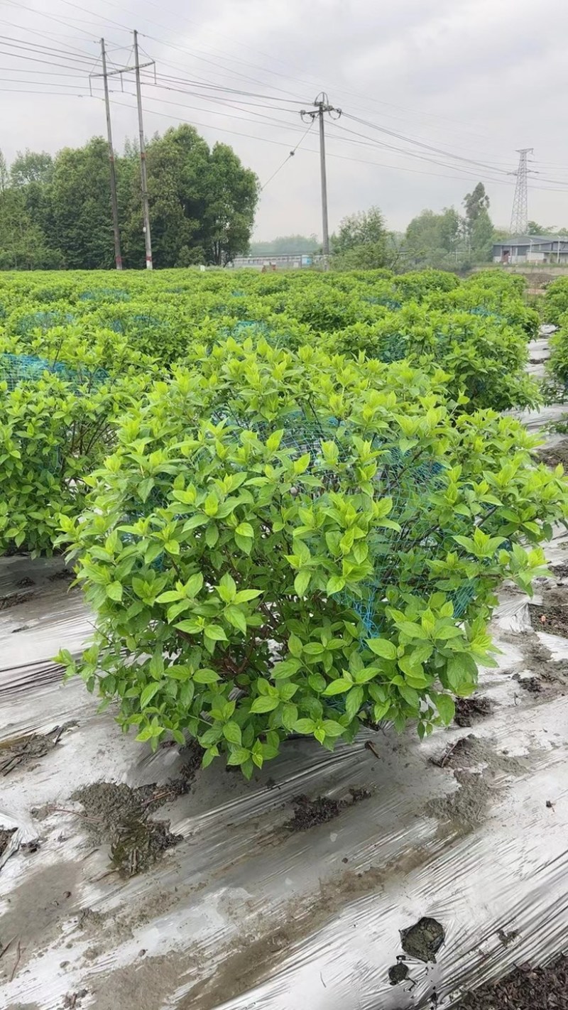 欧洲绣球