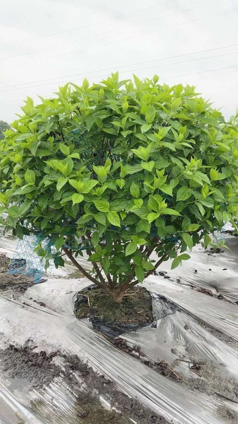 欧洲绣球
