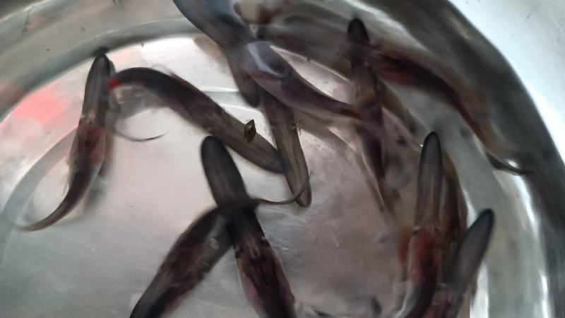 【鸭嘴鲟】鸭嘴鱼苗淡水养殖基地供应全国发货