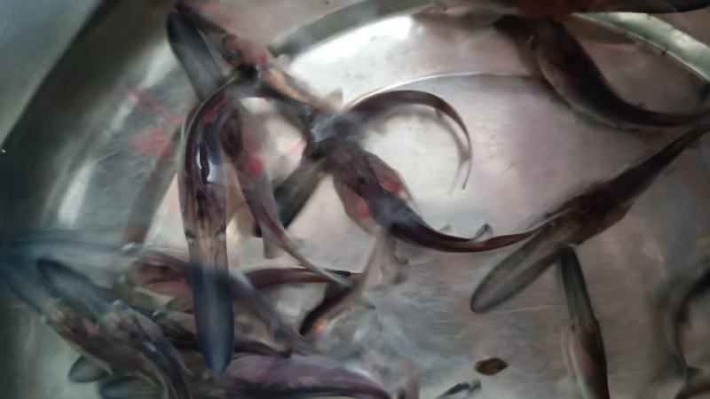 【鸭嘴鲟】鸭嘴鱼苗淡水养殖基地供应全国发货