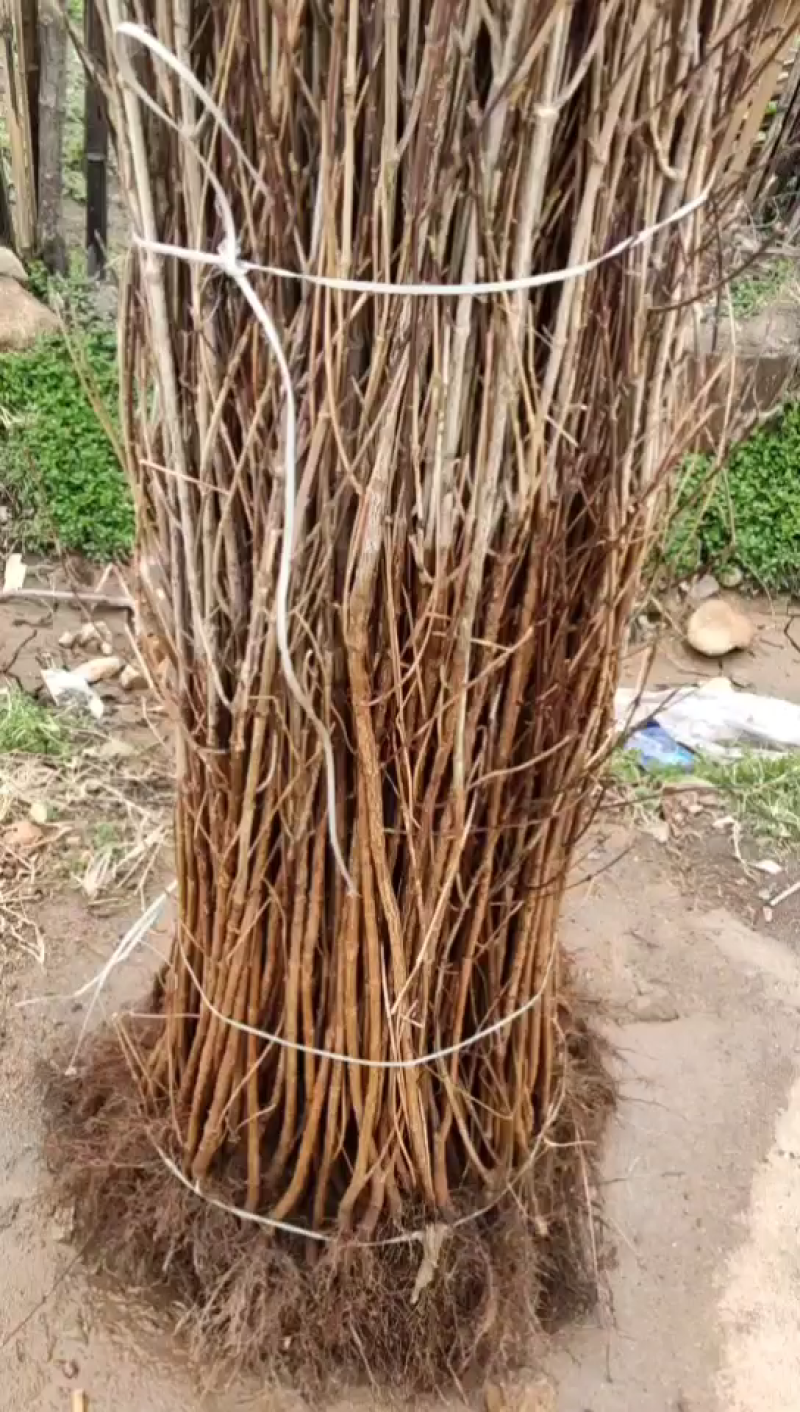 山茱萸苗