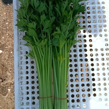 芹菜质量保证全国发货价格优惠坏菜包赔