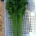 芹菜质量保证全国发货价格优惠坏菜包赔