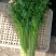 芹菜质量保证全国发货价格优惠坏菜包赔