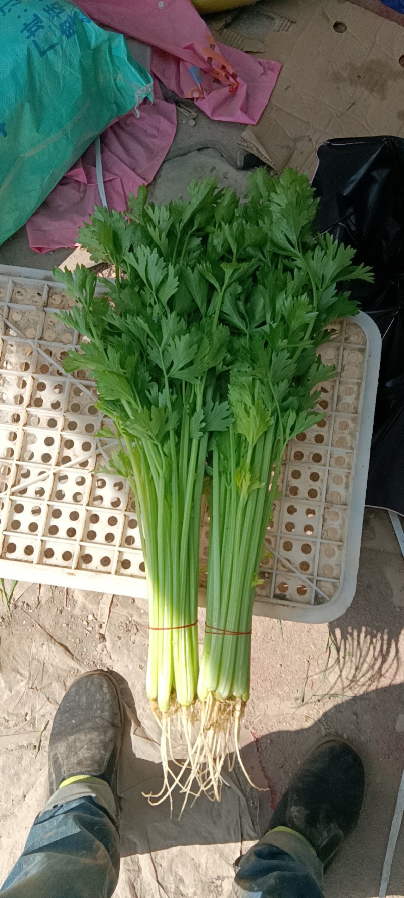芹菜质量保证全国发货价格优惠坏菜包赔