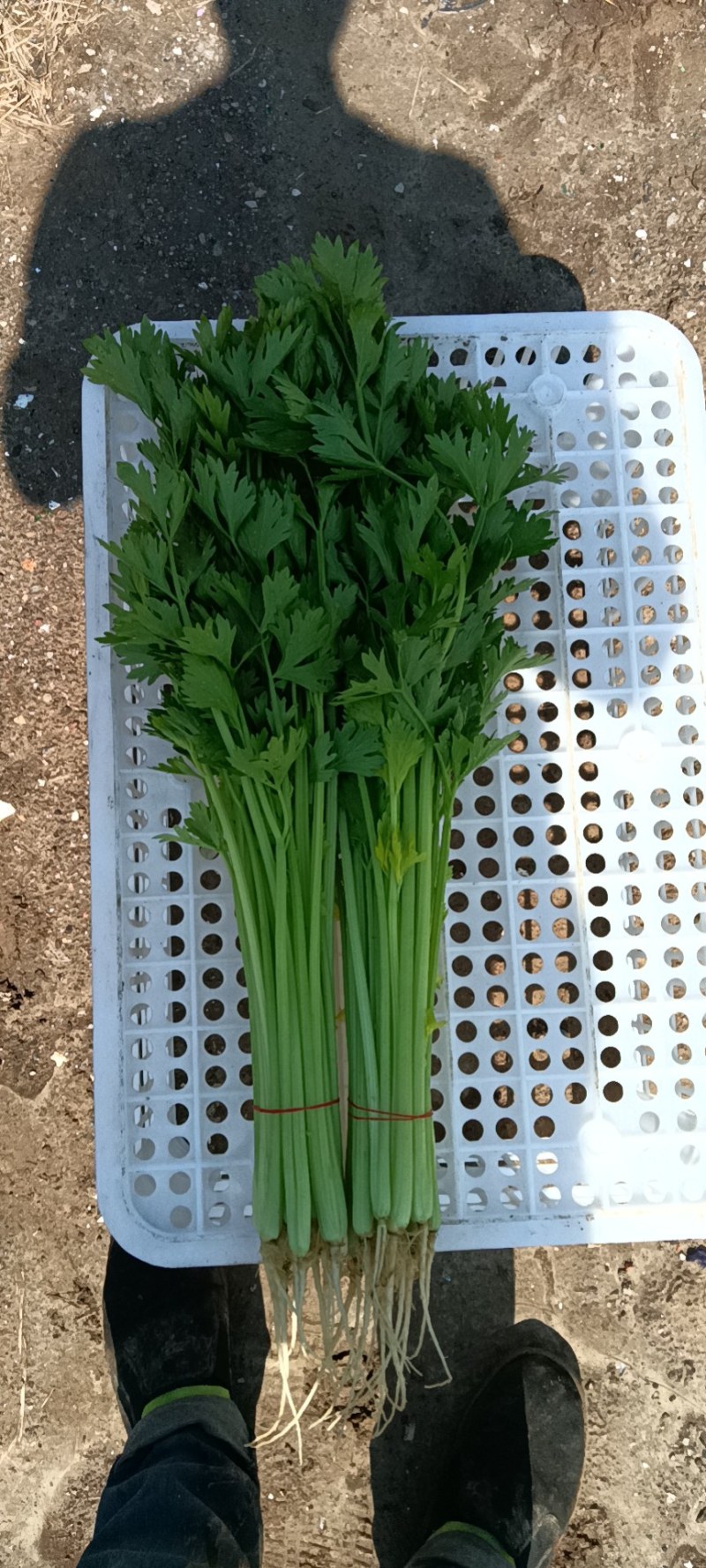 芹菜质量保证全国发货价格优惠坏菜包赔