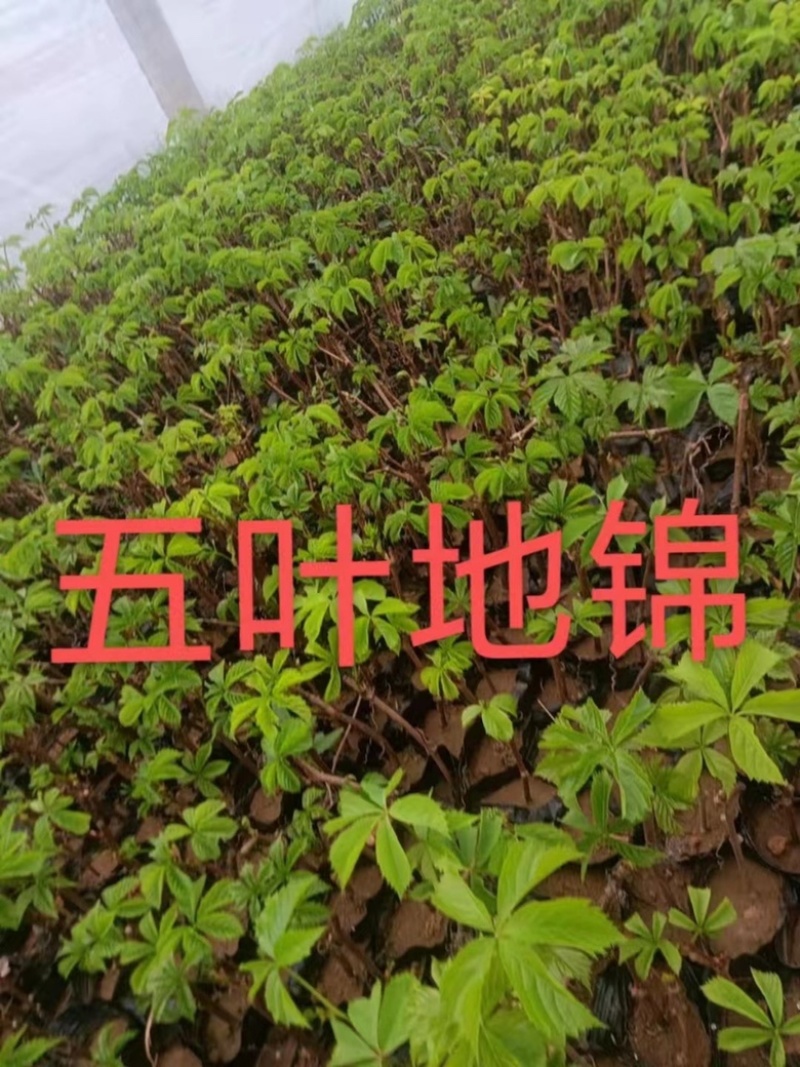 五叶地锦