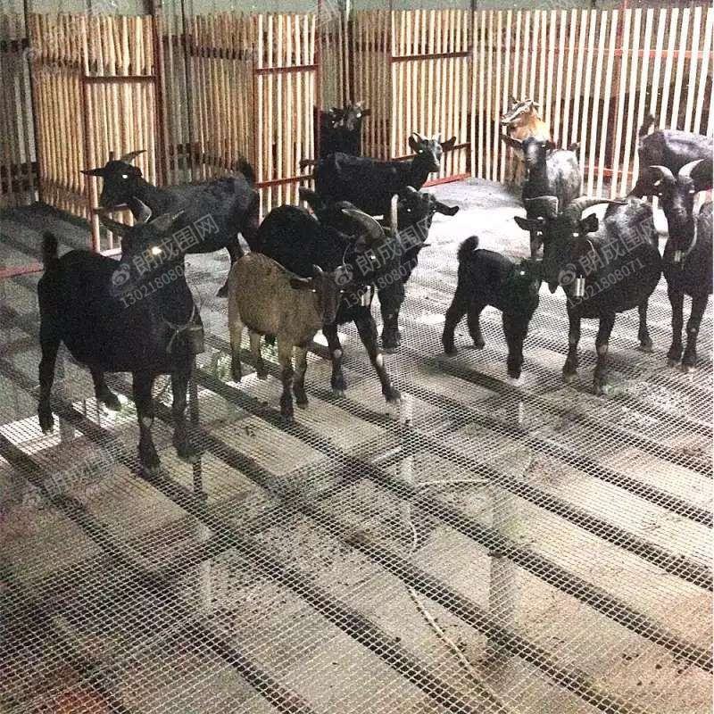 羊床猪床漏粪网鸡鸭鹅漏粪网热镀锌
