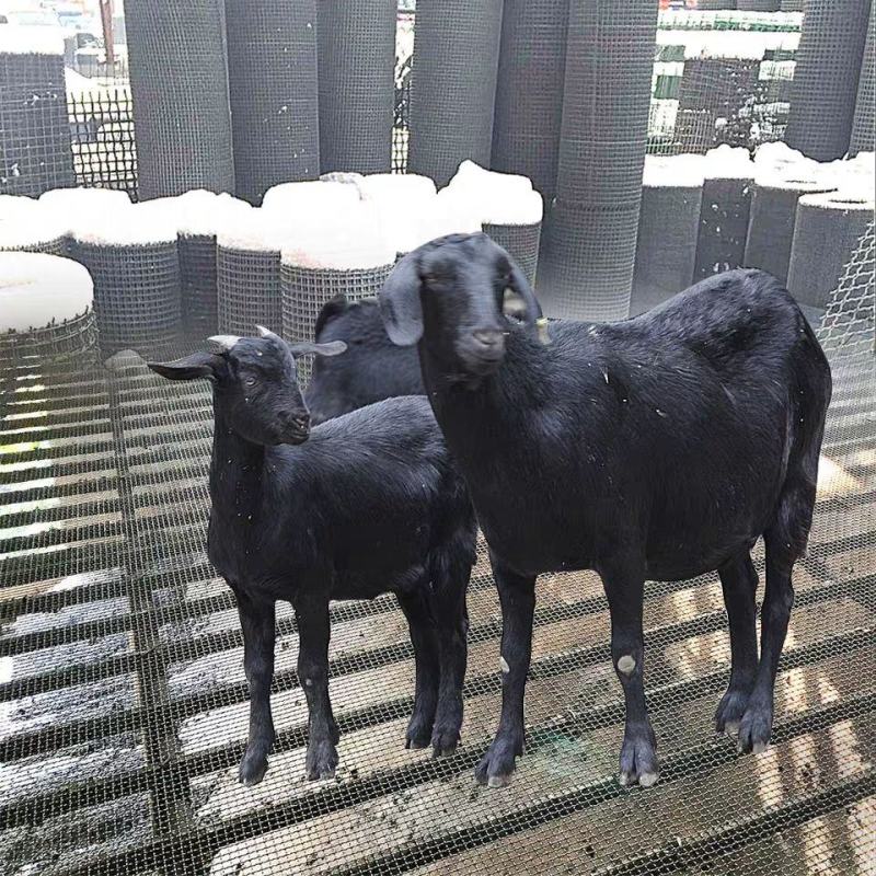 羊床猪床漏粪网鸡鸭鹅漏粪网热镀锌