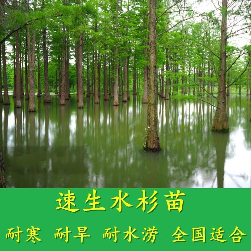 水杉树苗园林绿化树苗杉木苗行道树庭院南北方种植落羽杉水杉