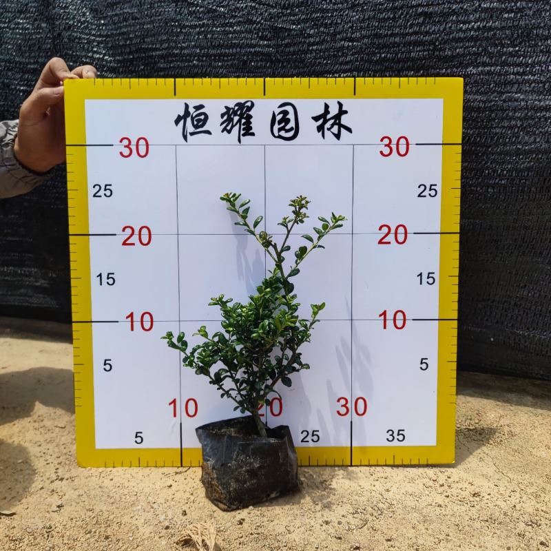 【龟甲冬青齿叶冬青】各种规格欢迎合作详谈
