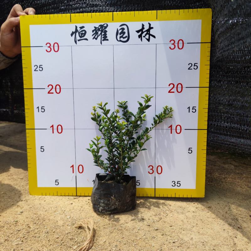 【龟甲冬青齿叶冬青】各种规格欢迎合作详谈