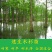 水杉树苗园林绿化树苗杉木苗行道树庭院南北方种植落羽杉水杉