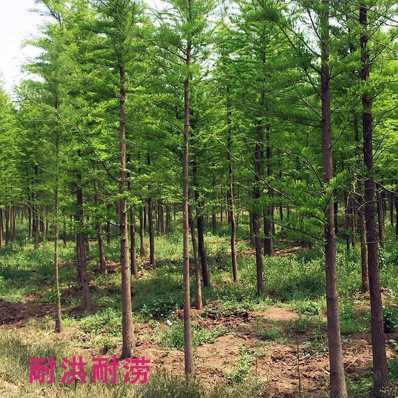 水杉树苗园林绿化树苗杉木苗行道树庭院南北方种植落羽杉水杉