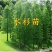 水杉树苗园林绿化树苗杉木苗行道树庭院南北方种植落羽杉水杉