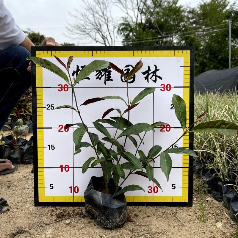【红背桂红紫木紫背桂】各种规格欢迎合作详谈