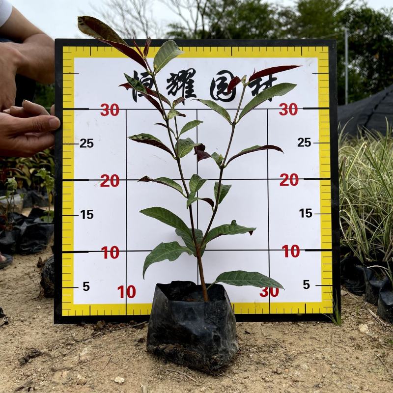 【红背桂红紫木紫背桂】各种规格欢迎合作详谈