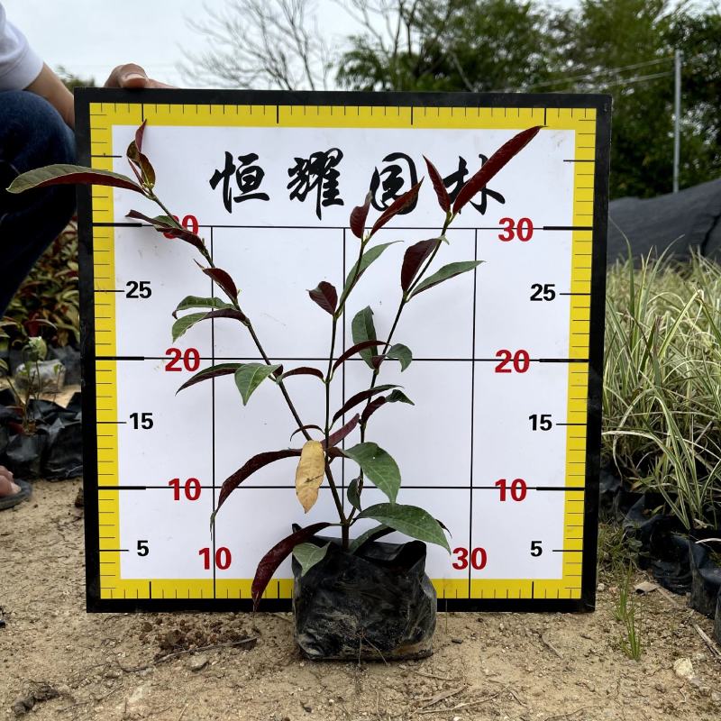 【红背桂红紫木紫背桂】各种规格欢迎合作详谈
