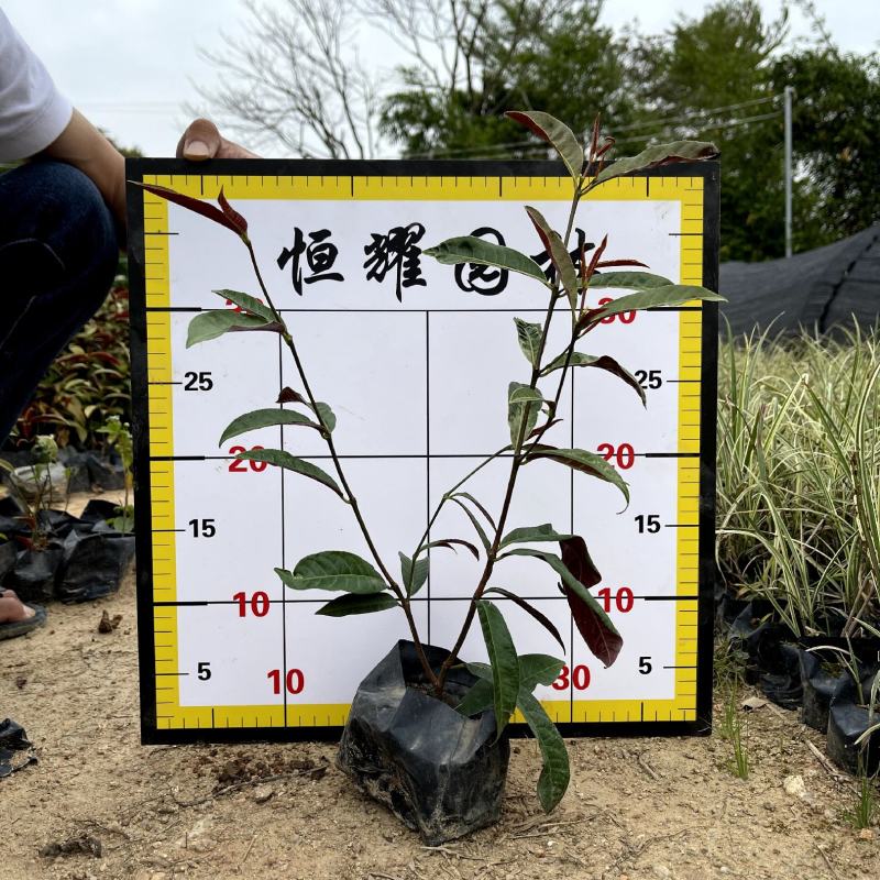 【红背桂红紫木紫背桂】各种规格欢迎合作详谈