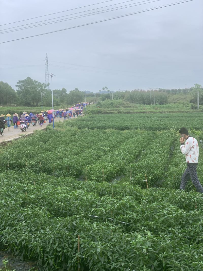本基地大量出货95号螺丝椒，二荆条，小米椒