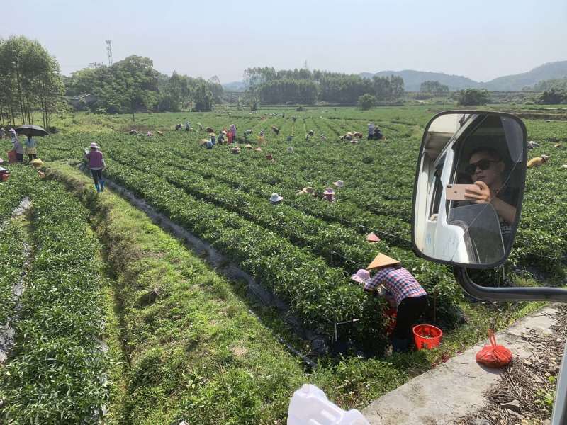 本基地大量出货95号螺丝椒，二荆条，小米椒