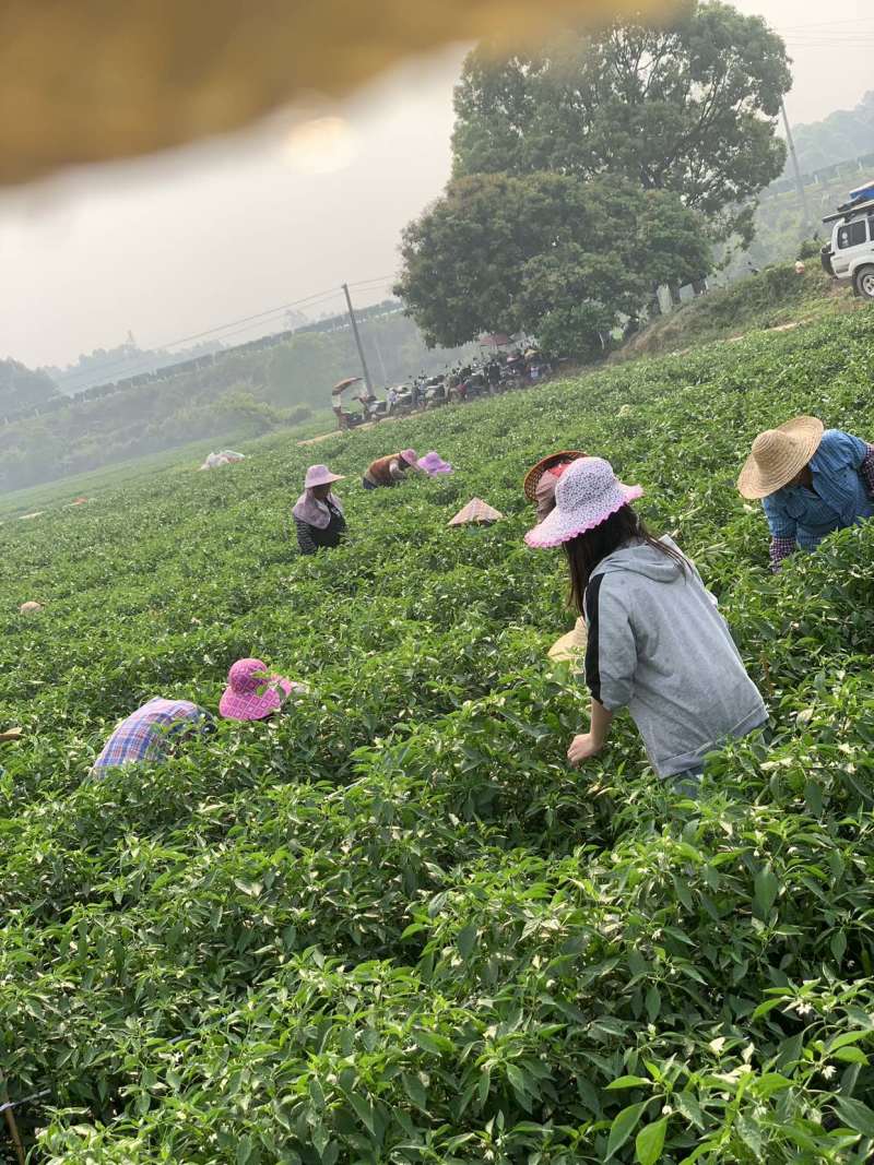 本基地大量出货95号螺丝椒，二荆条，小米椒