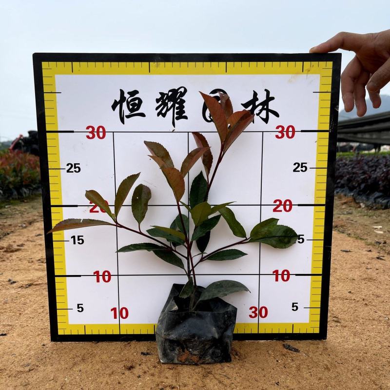 【红叶石楠火焰红红罗宾】各种规格欢迎咨询详谈