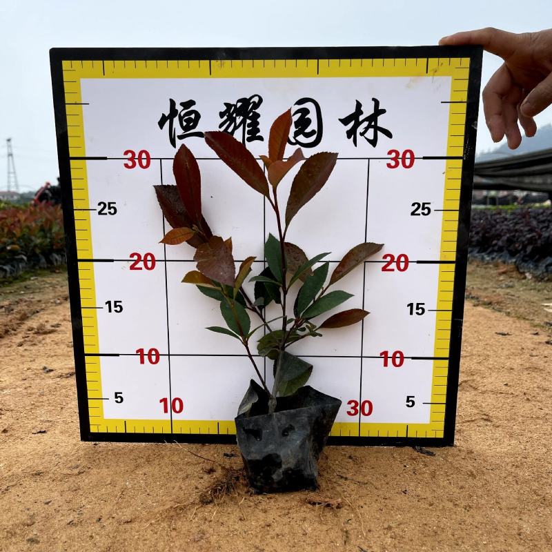 【红叶石楠火焰红红罗宾】各种规格欢迎咨询详谈