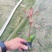 【红叶石楠火焰红红罗宾】各种规格欢迎咨询详谈