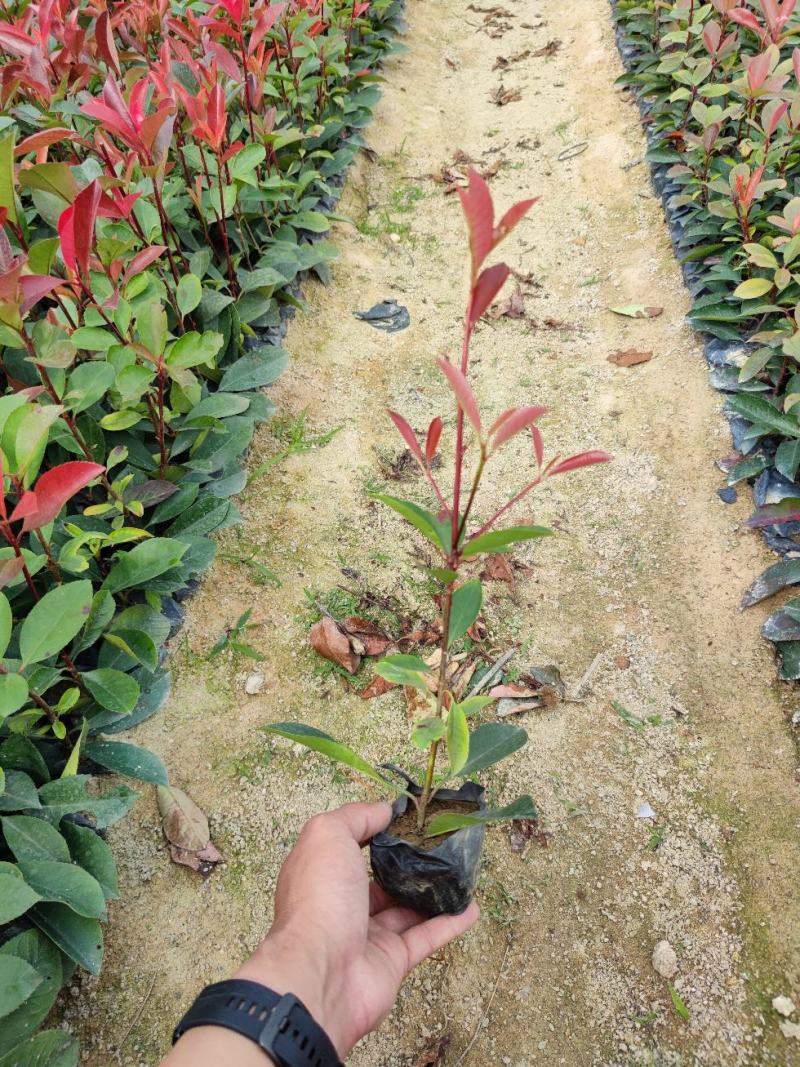 【红叶石楠火焰红红罗宾】各种规格欢迎咨询详谈