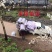 【推荐】河南精选干香菇通货肉厚剪脚食品厂电商专用一手货源
