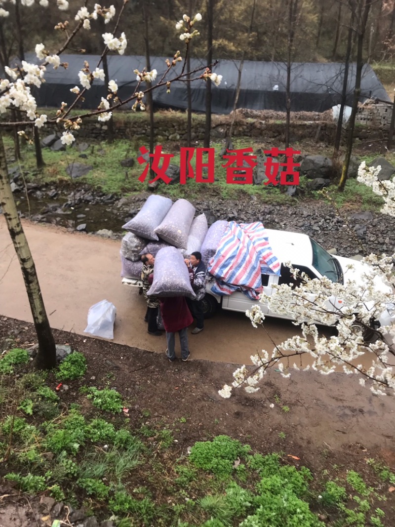 【推荐】河南精选干香菇通货肉厚剪脚食品厂电商专用一手货源
