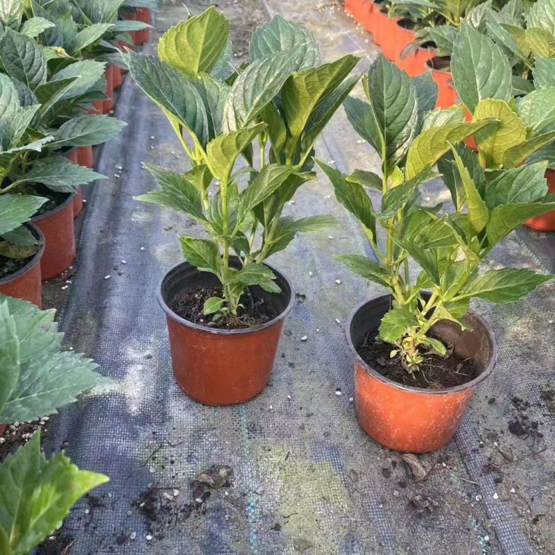 八仙花基地八仙花价格八仙花多少钱