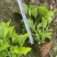 八仙花基地八仙花价格八仙花多少钱