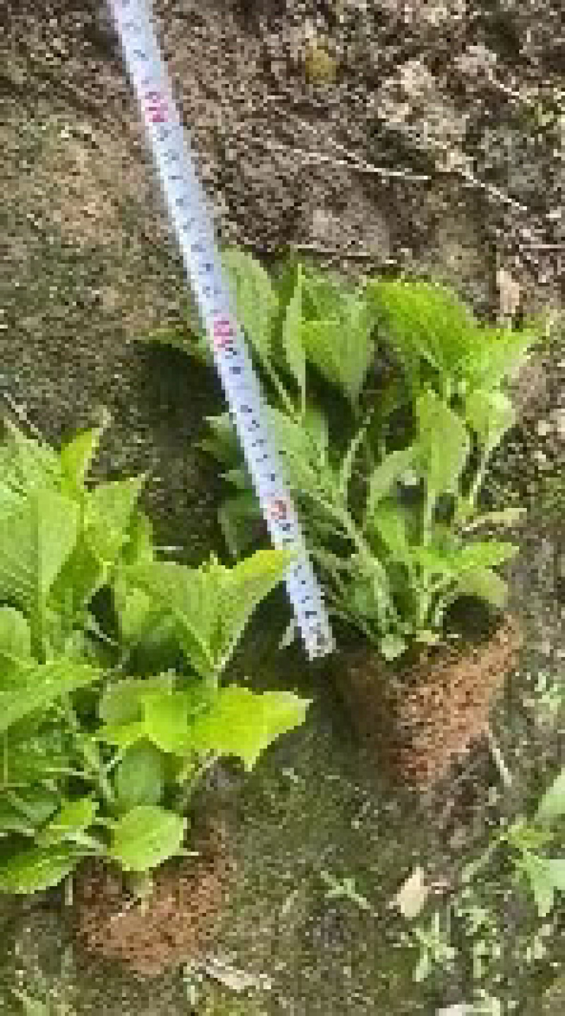 八仙花基地八仙花价格八仙花多少钱