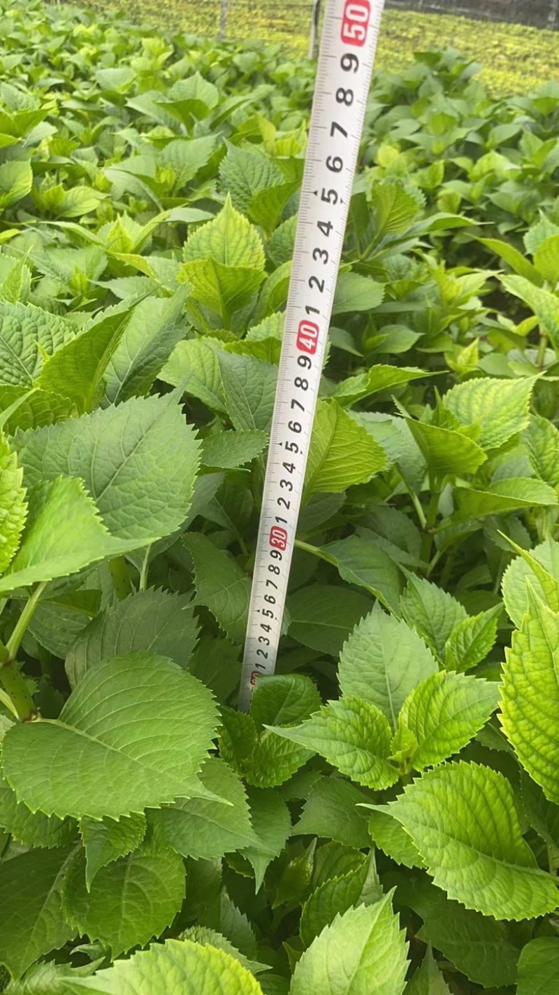 八仙花基地八仙花价格八仙花多少钱